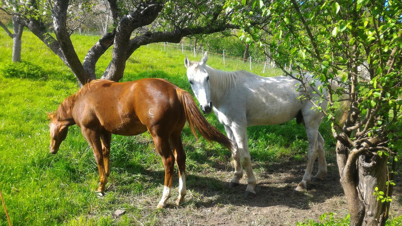 Il Cardo Trentino Leilighet Bedollo Eksteriør bilde