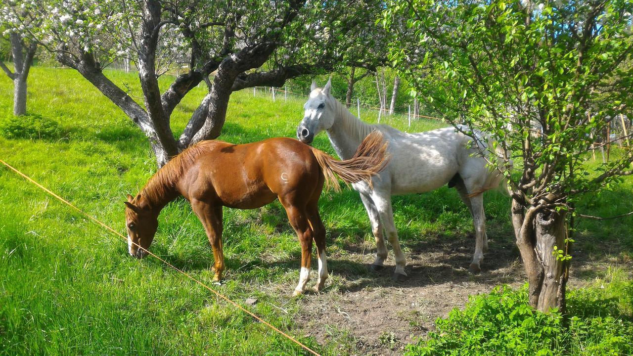 Il Cardo Trentino Leilighet Bedollo Eksteriør bilde